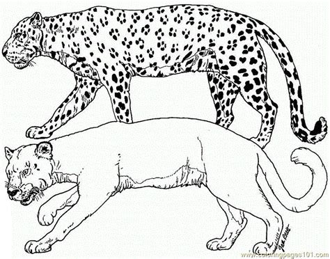 cheetah coloring pages  print coloring home