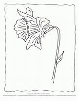 Coloring Daffodil Pages Library Clipart Line Comments sketch template
