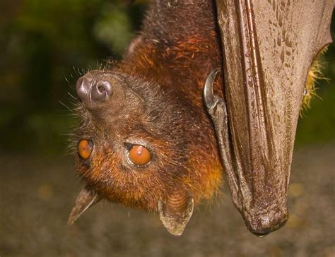 unidentified fruit bat bat mammal mammals fruit bat