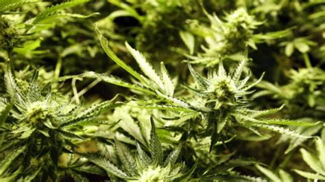 house votes  protect states  legalize marijuana  federal raids