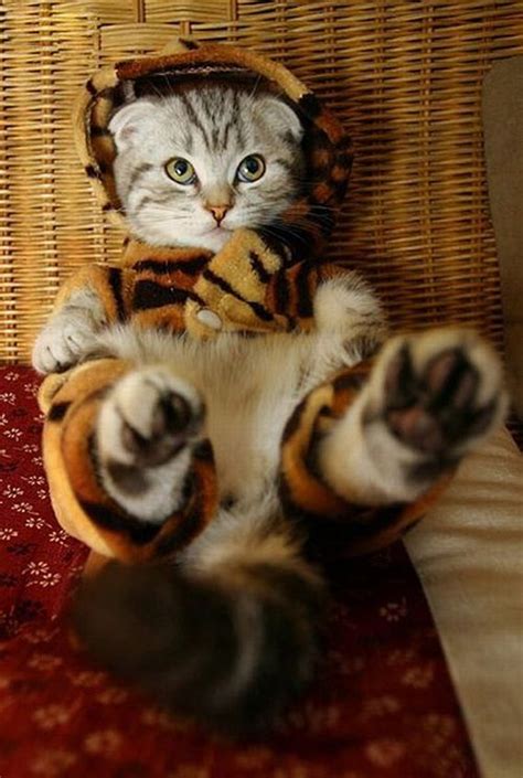 cat tiger