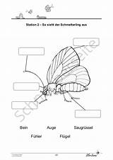 Schmetterlinge Grundschule Klasse Lernbiene Schmetterling Raupe Sachunterricht Unterrichtsmaterial Ausdrucken Den Verlag Gibt Pflanzen Farbige Schmetterlingsarten Auswählen Jana sketch template