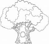 Tree Coloring Pages Oak Colouring Family Printable Trunk Drawing Banyan Big Simple Outline Color Life Clipart Trees History Leaves Without sketch template