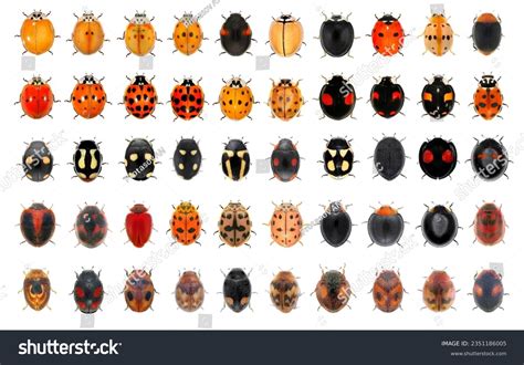 ladybugs ladybird beetles coleoptera coccinellidae adult stock photo