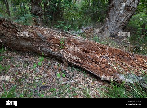 decomposing tree high resolution stock photography  images alamy
