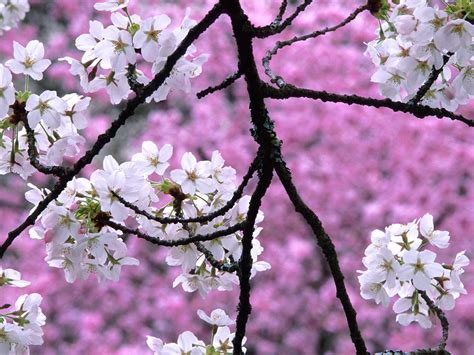 cherry blossom wallpaper desktop funny amazing images