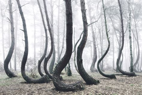 crooked forest  mysterious grove   oddly bent pine trees