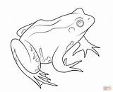 Frog Coloring Coqui Pages Drawing Clipart Line Frogs Realistic Dwarf African Green Getdrawings Sketch Template sketch template