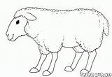Sheep Pecore Schafe Ovejas Owce Ovinos Kolorowanka Kolorowanki Stampare Colorir Capre Colorkid Sonrientes Sorridente Sorriso Carneiros Malvorlagen Cabras Caprinos Ziegen sketch template