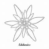 Edelweiss Vector Outline Flower Alpinum Leontopodium Coloring Alpine Drawing Illustration Isolated Background Symbol Alp Mountains Mountain Contour Edelweiß Bilder Style sketch template