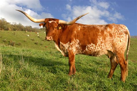 pin  jamie massey  usa  cattle breeds longhorn cattle longhorn