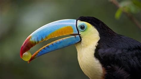 wallpaper toucan bird  animals