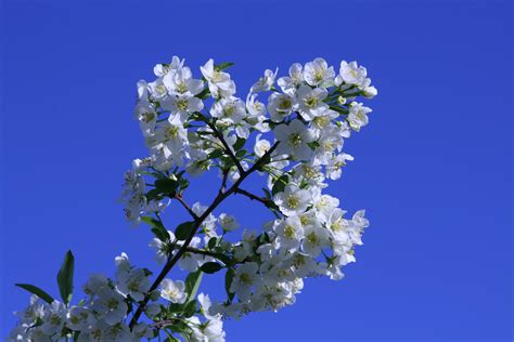 gambar cabang mekar menanam langit putih daun bunga