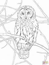 Owl Coloring Hoot Pages Printable Drawings Drawing Designlooter Owls Color 2048px 58kb 1536 Public sketch template