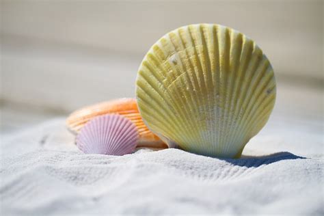 photo shells massage therapy sand  image  pixabay