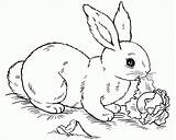 Rabbit Everfreecoloring sketch template