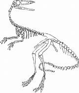 Skeleton Dinosaur Coloring Drawing Fossil Pages Brachiosaurus Fossils Dinosaurs Trace Velociraptor Pattern Skull Colouring Coreldraw Getdrawings Scary Wip Tuesday Getcolorings sketch template