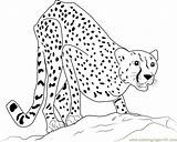 Cheetah Coloring Pages Adult Coloringpages101 Color sketch template