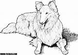 Coloring Sheepdog Shetland 18kb 500px sketch template