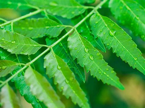 neem leaves benefits weight loss blog dandk