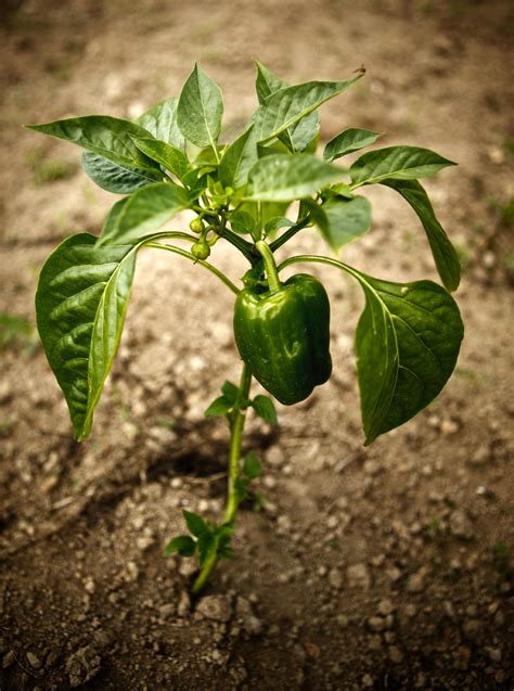 common pepper plant problems pepper plant diseases  pests ogorod