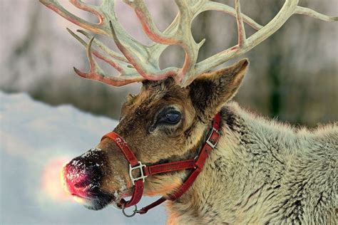 happy holidays places     visit reindeer