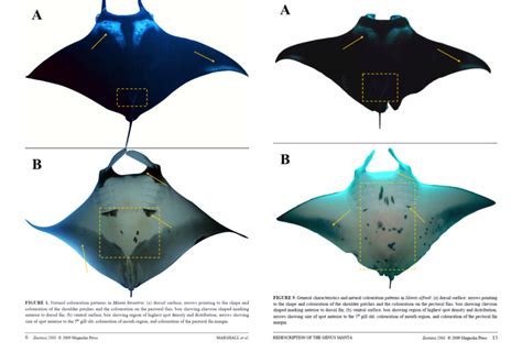 stingray  manta ray apoexpert