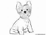 Yorkie Coloring Pages Drawing Line Printable Kids Adults Color Print sketch template