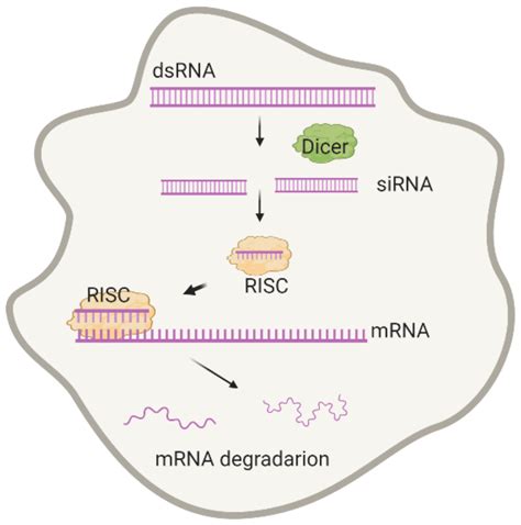 molecules  full text  advances   development  exogenous dsrna