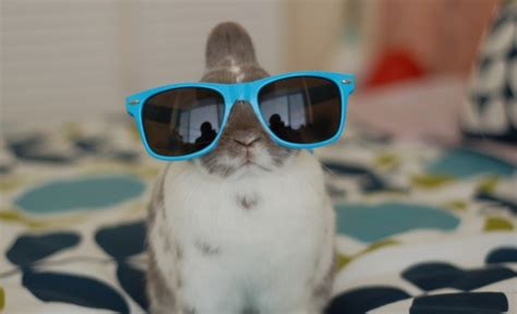 cuteness overload bunnies  glasses gallery   hop  pop