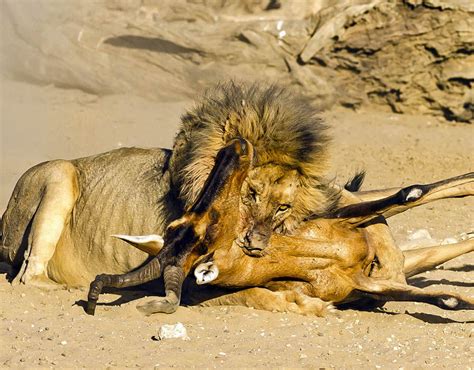 lion kills hartebeest animals eating animals pictures pics expresscouk