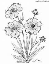 Coloring Pages Centaurea Magic sketch template