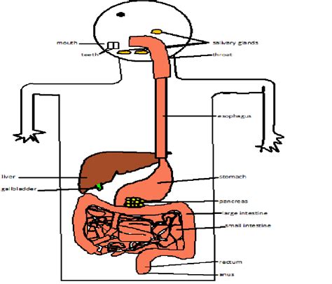 internal body parts diagram clipart