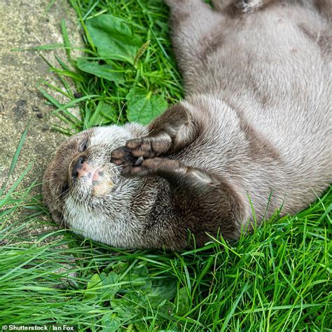 otters juggle with stones as a sign they are hungry daily mail online