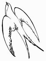 Swallow Coloring Pages Birds sketch template