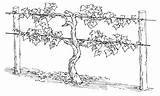 Vine Grape Coloring Vines Trellis Branches John Grapes Am Growing Drawing Pages Wine Vineyard Jesus Tree Garden Wire Plant True sketch template