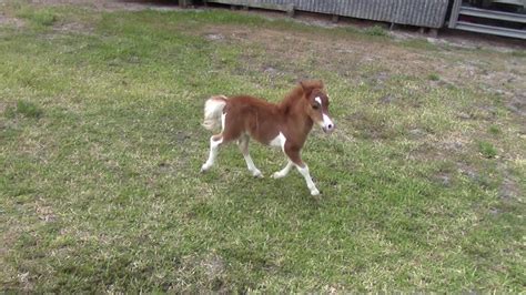 miniature horse  sale dent lucky loraleah  filly foal youtube