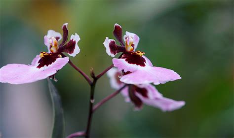 detailed guide  orchids  peru amazon cruises  lodges