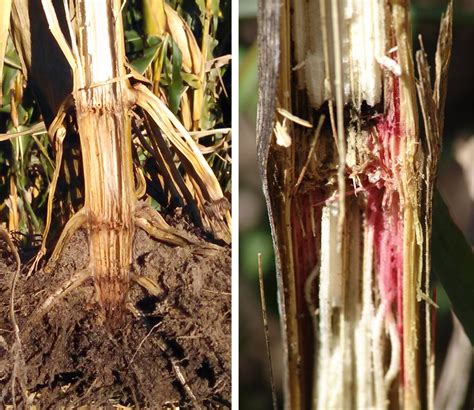 stalk quality concerns widespread  areas  nebraska cropwatch