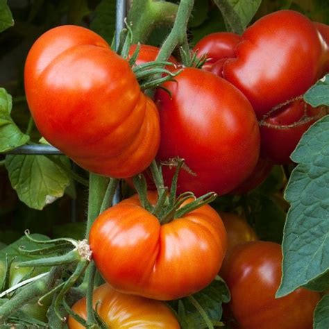 ultimate guide  heirloom tomatoes