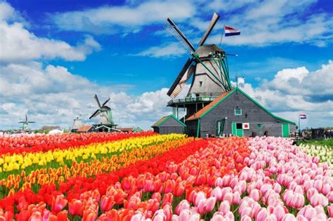 pictures  tulip farms     celebrate spring readers digest