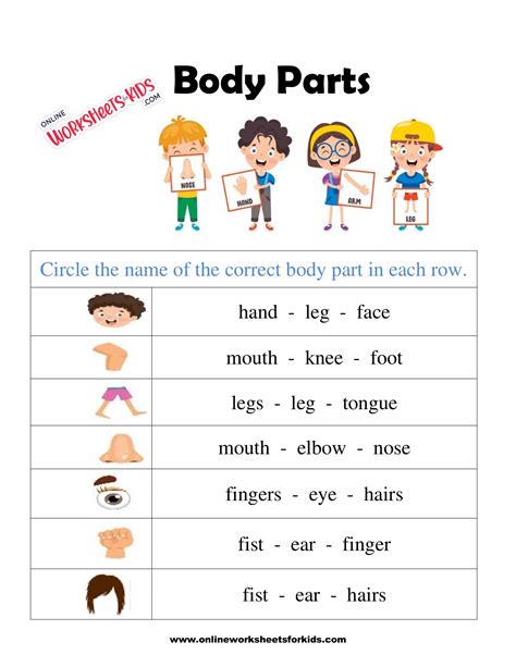 printable body parts worksheet  kindergarten