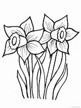Daffodil Coloring Pages Daffodils Flower Drawing Line Drawings Květiny Creative Jarní Cz Spring Print Clipart Narcis Vytisknutí Clip Obrázky Flowers sketch template