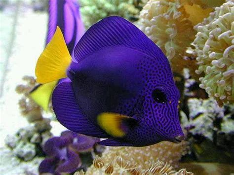 images  exotic saltwater fish  pinterest  ojays science  swimming