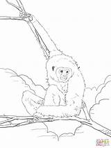 Pianura Ape Gorilla Lar Schede Didattiche Gibbon Justcoloringbook sketch template