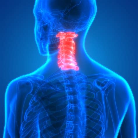 cervical spine anatomy function  common spine center