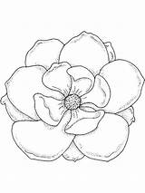 Magnolia Coloring Pages Flower Tree Template Drawing Sketch Flowers Lily Color Print Draw Recommended sketch template