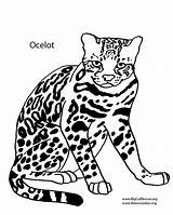Ocelot Coloring Drawing Pages Designlooter Getdrawings Cartoon Baby Size Large Getcolorings Color 1000px 8kb sketch template
