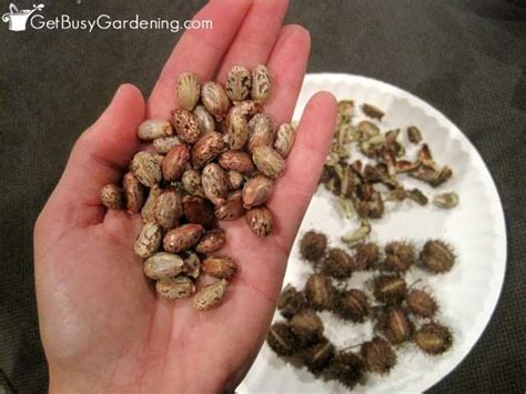 How To Collect Castor Bean Seeds Get Busy Gardening