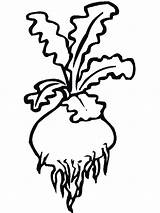 Turnip Coloring Pages Vegetables Drawing Recommended Clipartmag sketch template